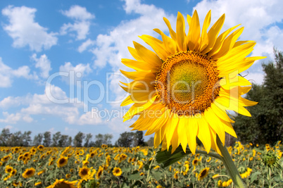 Sunflower field Sunflower field
