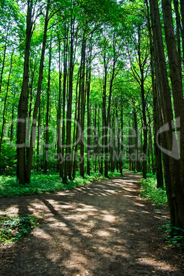 green forest