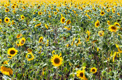 Sunflower field