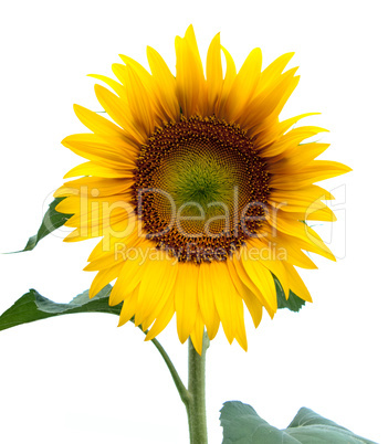 Sunflower isolated