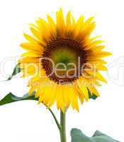 Sunflower isolated