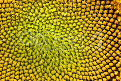 Macro sunflower