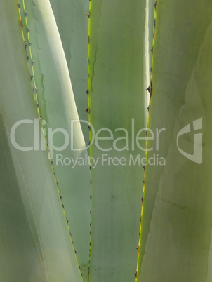 Agave