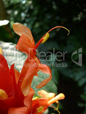 Ruellia colorata