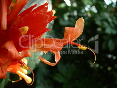 Ruellia colorata