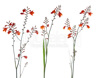 Orange Marsh Gladiolus