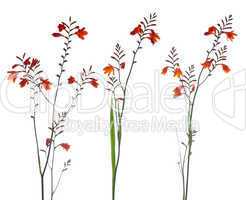 Orange Marsh Gladiolus