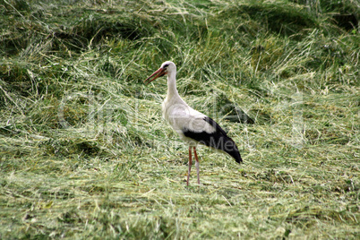 storch