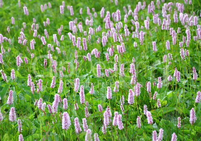 Schlangenknöterich (Bistorta officinalis)