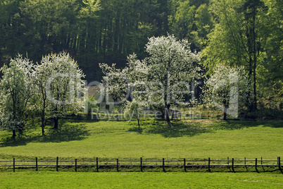 Frühlingslandschaft mit Kirschbäumen, Hagen