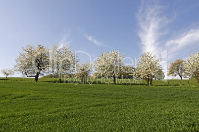 Feld mit Kirschbäumen in Hagen a.T.W..