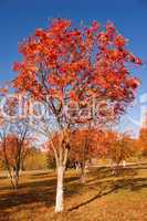 Tree with red leaves