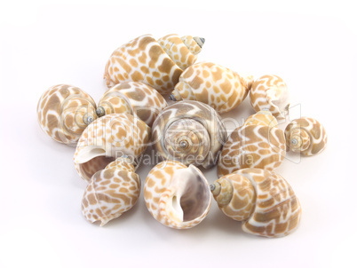 shells on a white background