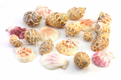 shells on a white background