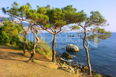 Relict pine tree on the beach