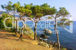 Relict pine tree on the beach