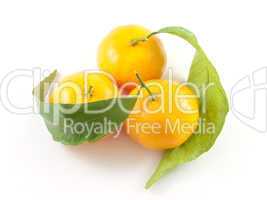 Three mandarins with leafs isolated on white background