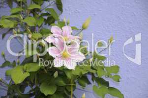 Clematis