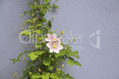 Clematis