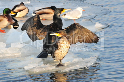 Kormoran, Sonnenanbeter