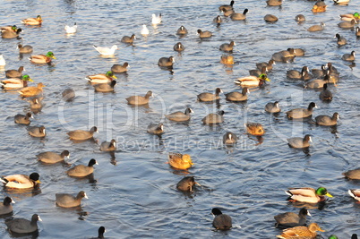 Möwen, Enten, Blessrallen