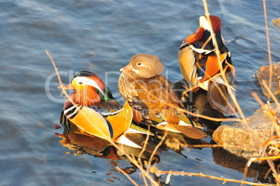 Mandarinhenne mit Harem