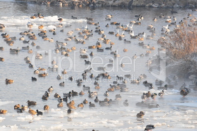 Eiszeit mit Enten und Rallen