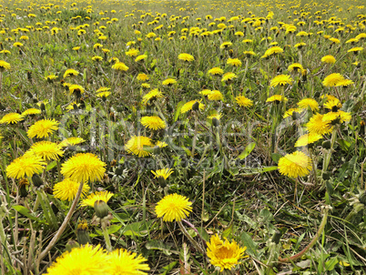 mystic dandelion field