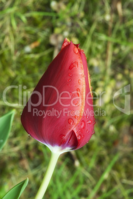 Tulip on a Tuscan Garden, Italy