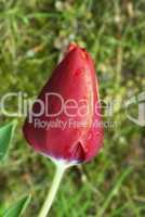 Tulip on a Tuscan Garden, Italy