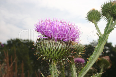 Distel / Thistle