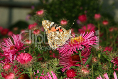 Distelfalter (Vanessa cardui) / Painted Lady (Vanessa cardui)