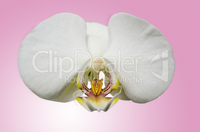 white orchid on pink