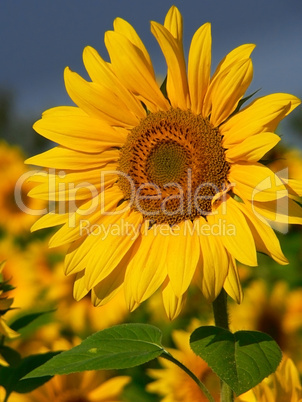 Beautiful sunflower