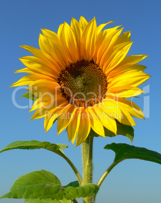 Sonnenblume