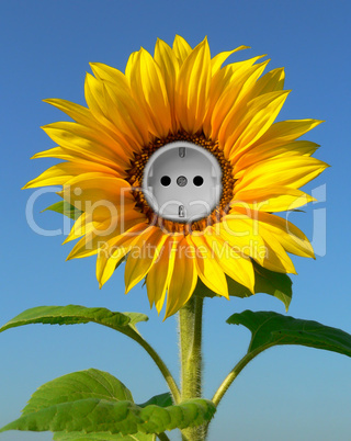 Sonnenblume mit Steckdose