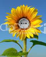 Sonnenblume mit Steckdose