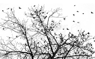 many starlings