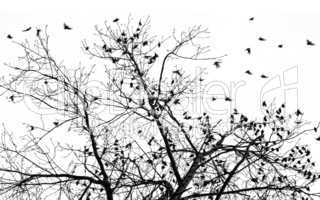 many starlings