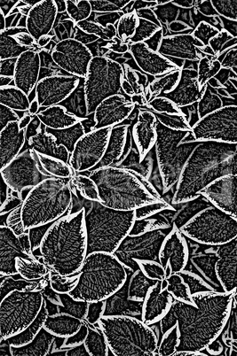 nettle fibre plant