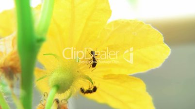 Ants on Cucumber blossom time lapse