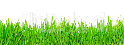 Spring grass