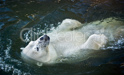 Polar bear