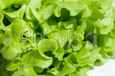 Lettuce