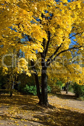 yellow maple