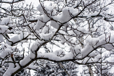 Winter tree