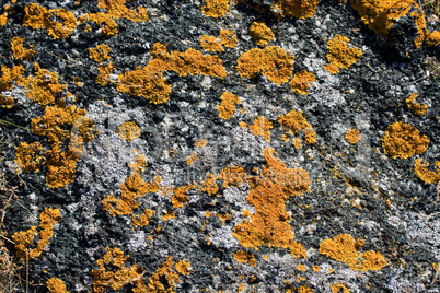 lichen