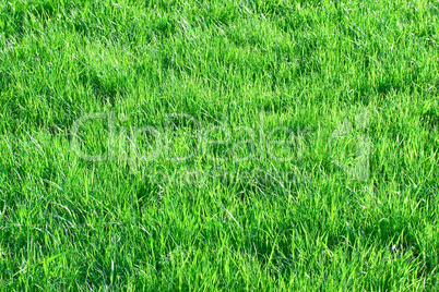 Grass