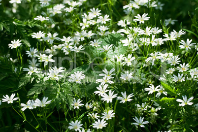 Spring windflowers