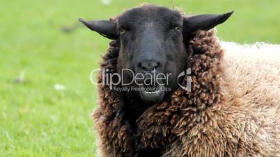 brown sheep portrait